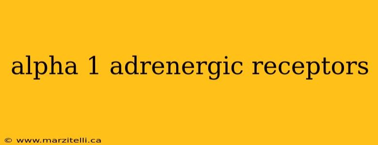 alpha 1 adrenergic receptors