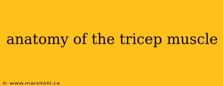 anatomy of the tricep muscle