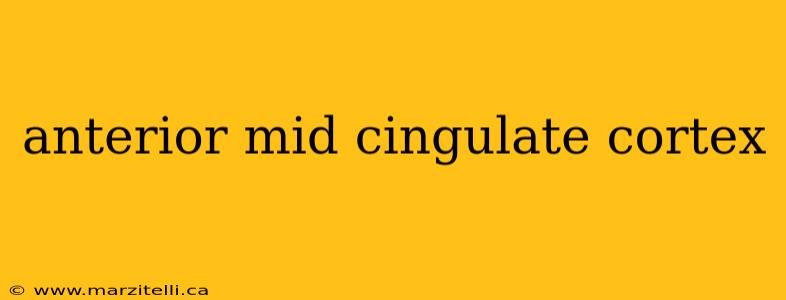 anterior mid cingulate cortex