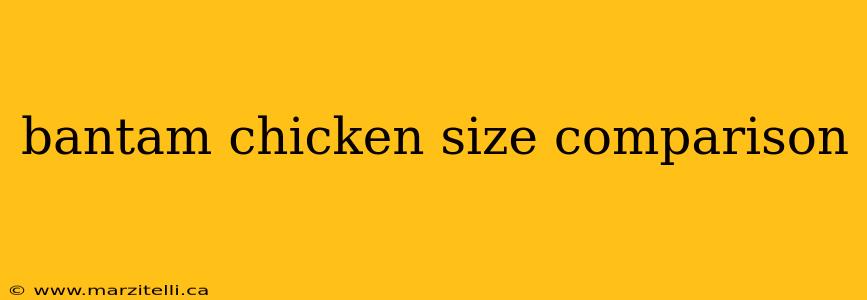 bantam chicken size comparison