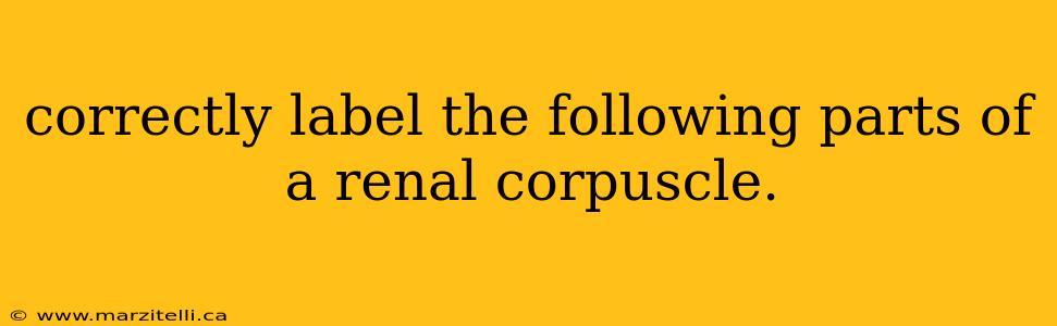 correctly label the following parts of a renal corpuscle.
