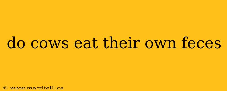 do cows eat their own feces
