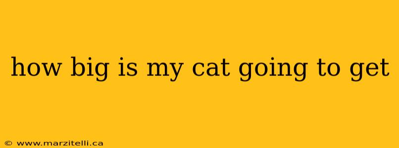 how big is my cat going to get