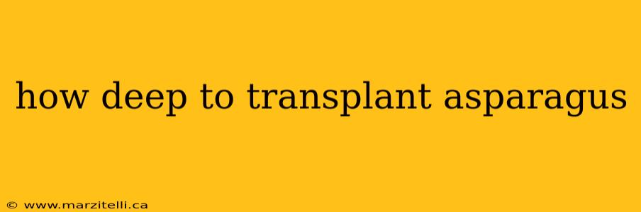 how deep to transplant asparagus
