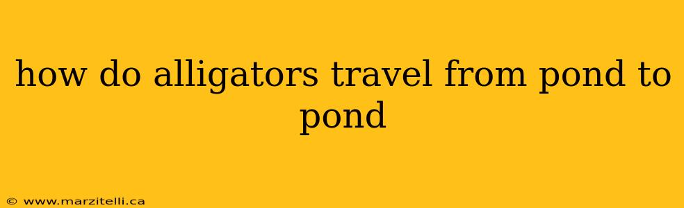 how do alligators travel from pond to pond