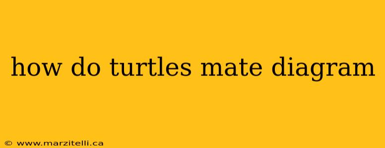 how do turtles mate diagram