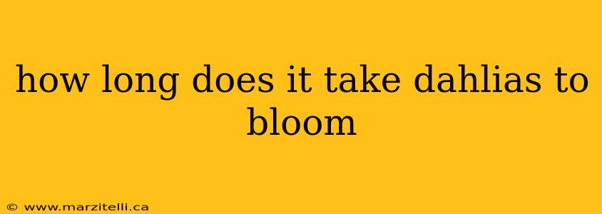 how long does it take dahlias to bloom
