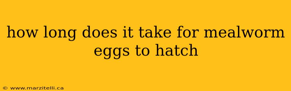 how long does it take for mealworm eggs to hatch