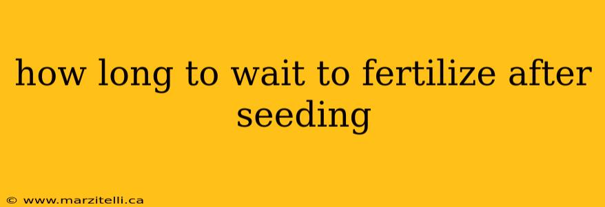 how long to wait to fertilize after seeding
