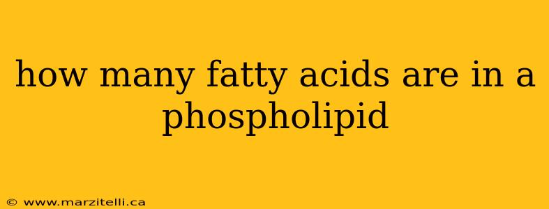 how many fatty acids are in a phospholipid