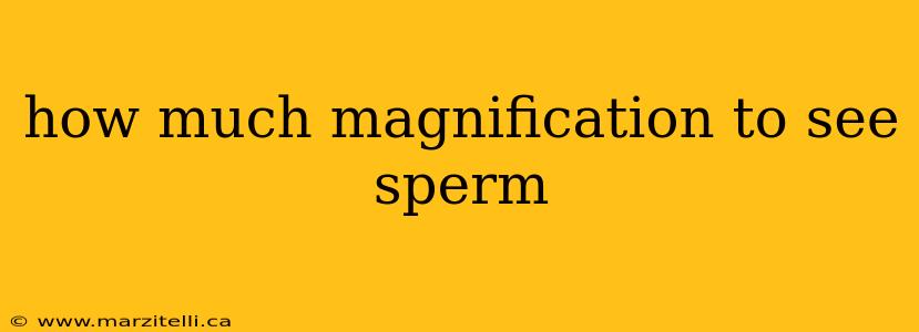 how much magnification to see sperm