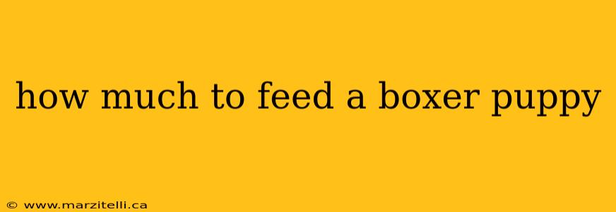 how much to feed a boxer puppy