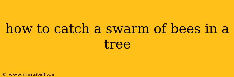 how to catch a swarm of bees in a tree
