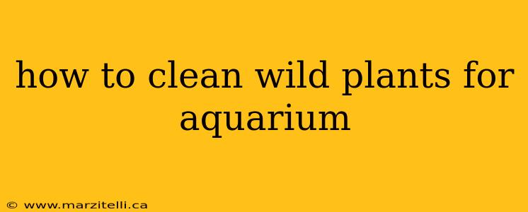 how to clean wild plants for aquarium