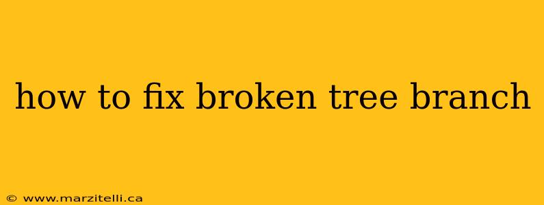 how to fix broken tree branch