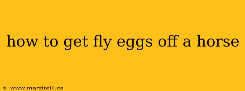 how to get fly eggs off a horse