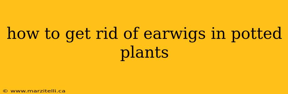 how to get rid of earwigs in potted plants