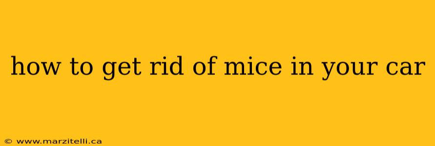 how to get rid of mice in your car