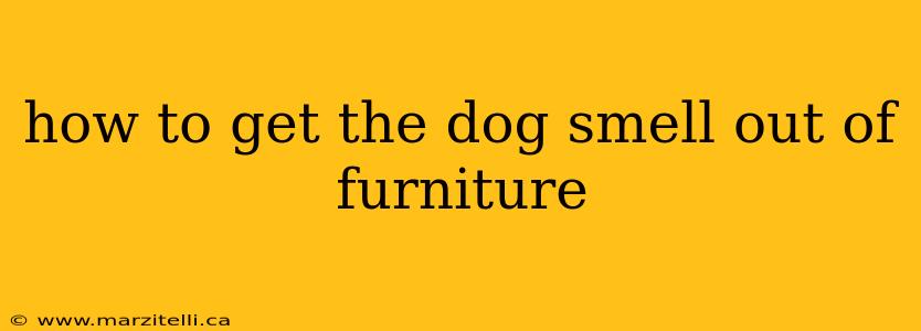 how to get the dog smell out of furniture