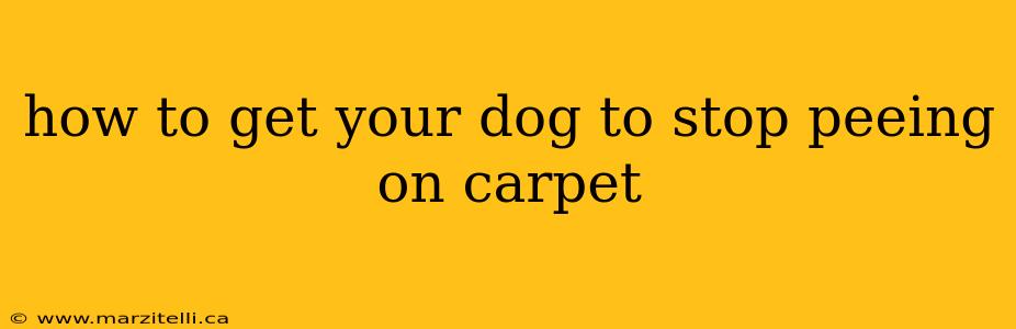 how to get your dog to stop peeing on carpet