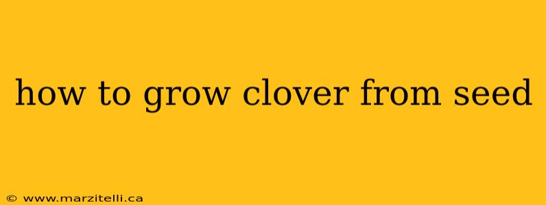 how to grow clover from seed