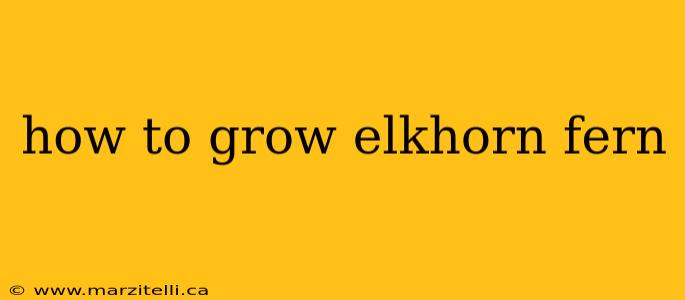 how to grow elkhorn fern