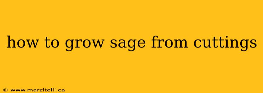 how to grow sage from cuttings