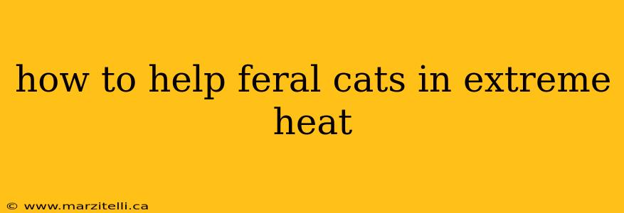 how to help feral cats in extreme heat