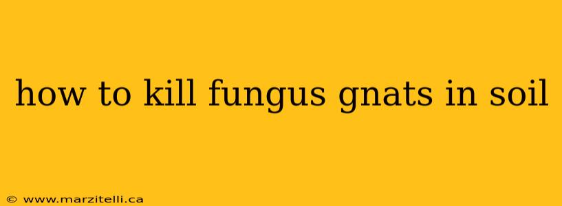 how to kill fungus gnats in soil