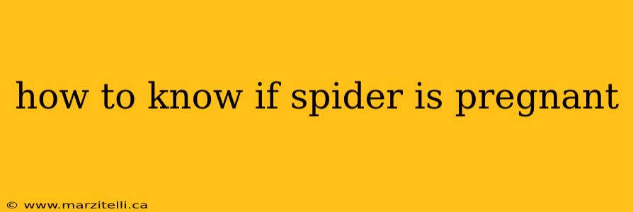how to know if spider is pregnant