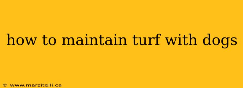 how to maintain turf with dogs
