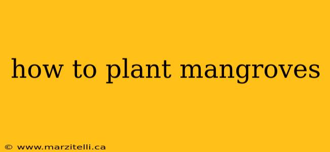 how to plant mangroves