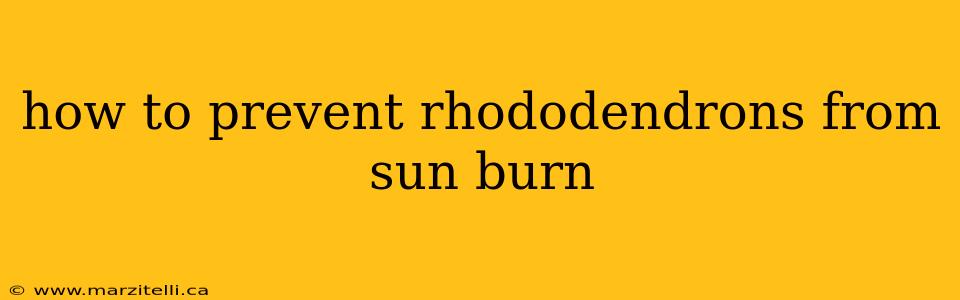 how to prevent rhododendrons from sun burn