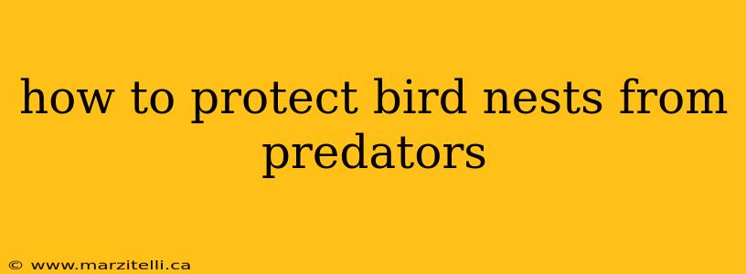 how to protect bird nests from predators