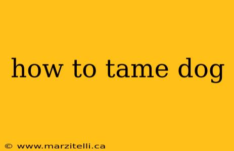 how to tame dog