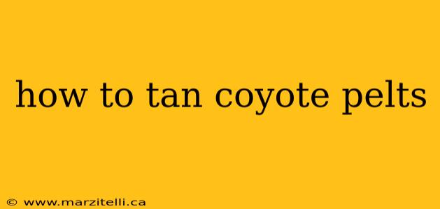how to tan coyote pelts