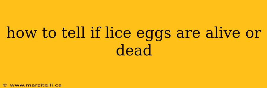 how to tell if lice eggs are alive or dead
