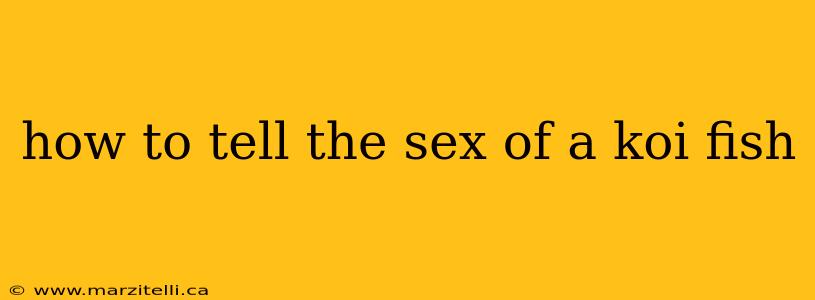 how to tell the sex of a koi fish