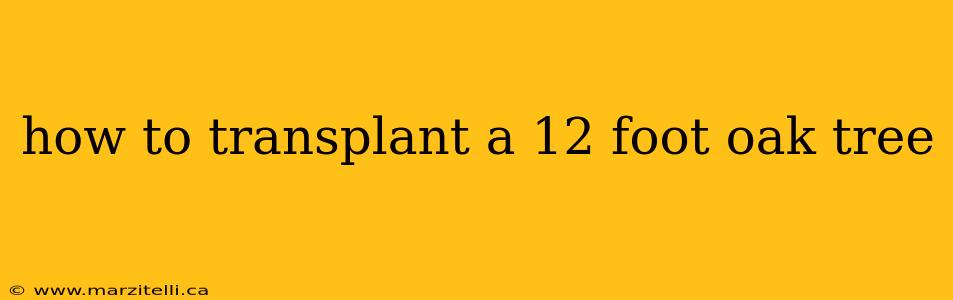 how to transplant a 12 foot oak tree