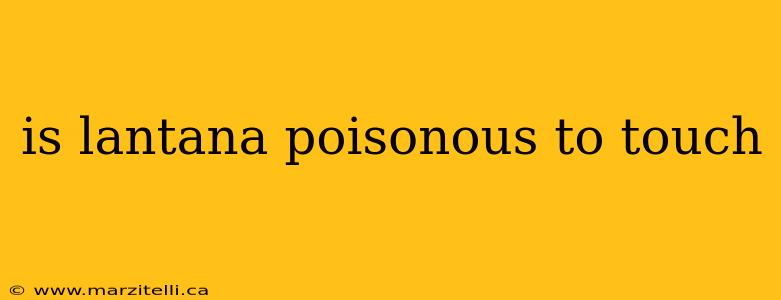 is lantana poisonous to touch