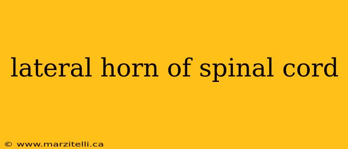 lateral horn of spinal cord
