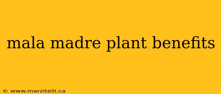 mala madre plant benefits