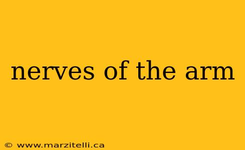 nerves of the arm