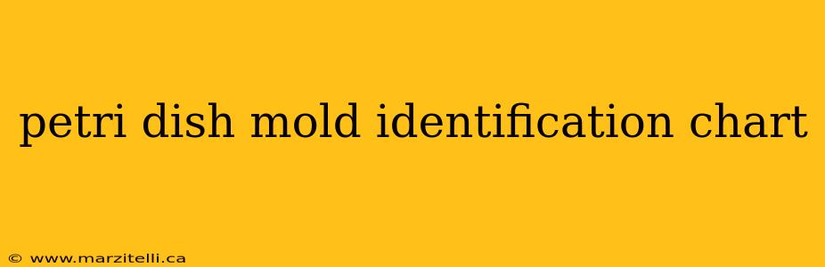 petri dish mold identification chart