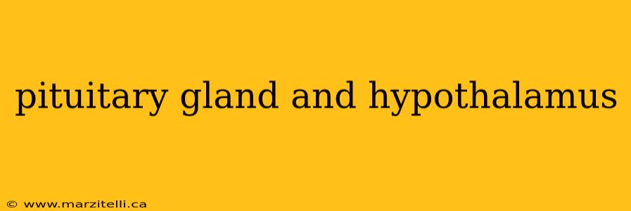 pituitary gland and hypothalamus