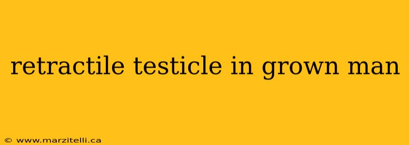 retractile testicle in grown man