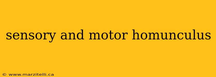 sensory and motor homunculus
