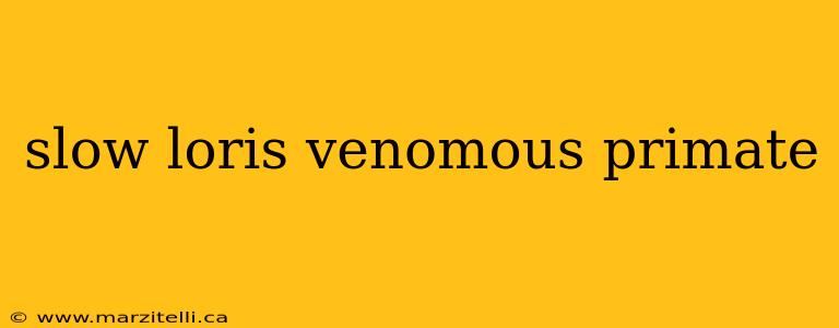 slow loris venomous primate