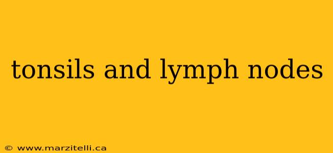 tonsils and lymph nodes