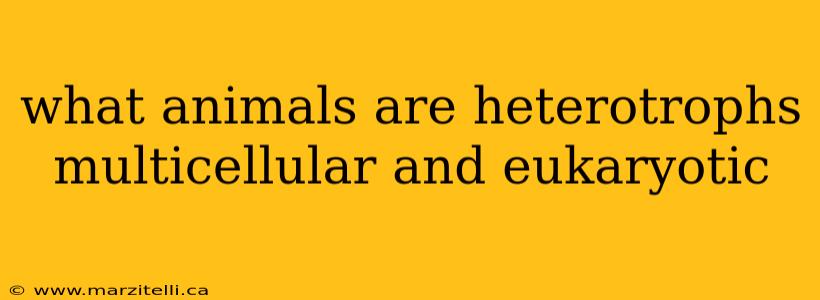 what animals are heterotrophs multicellular and eukaryotic